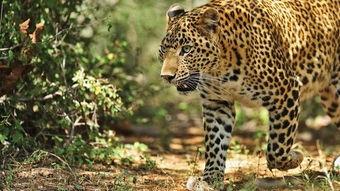 演员大猫,影视界的璀璨明星