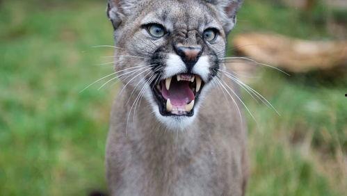 演员大猫,影视界的璀璨明星